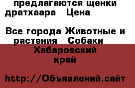 предлагаются щенки дратхаара › Цена ­ 20 000 - Все города Животные и растения » Собаки   . Хабаровский край